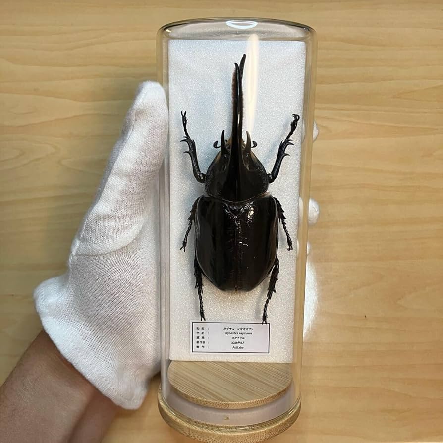 Amazon.co.jp: 昆虫標本ネプチューンオオカブト ガラスケース入り