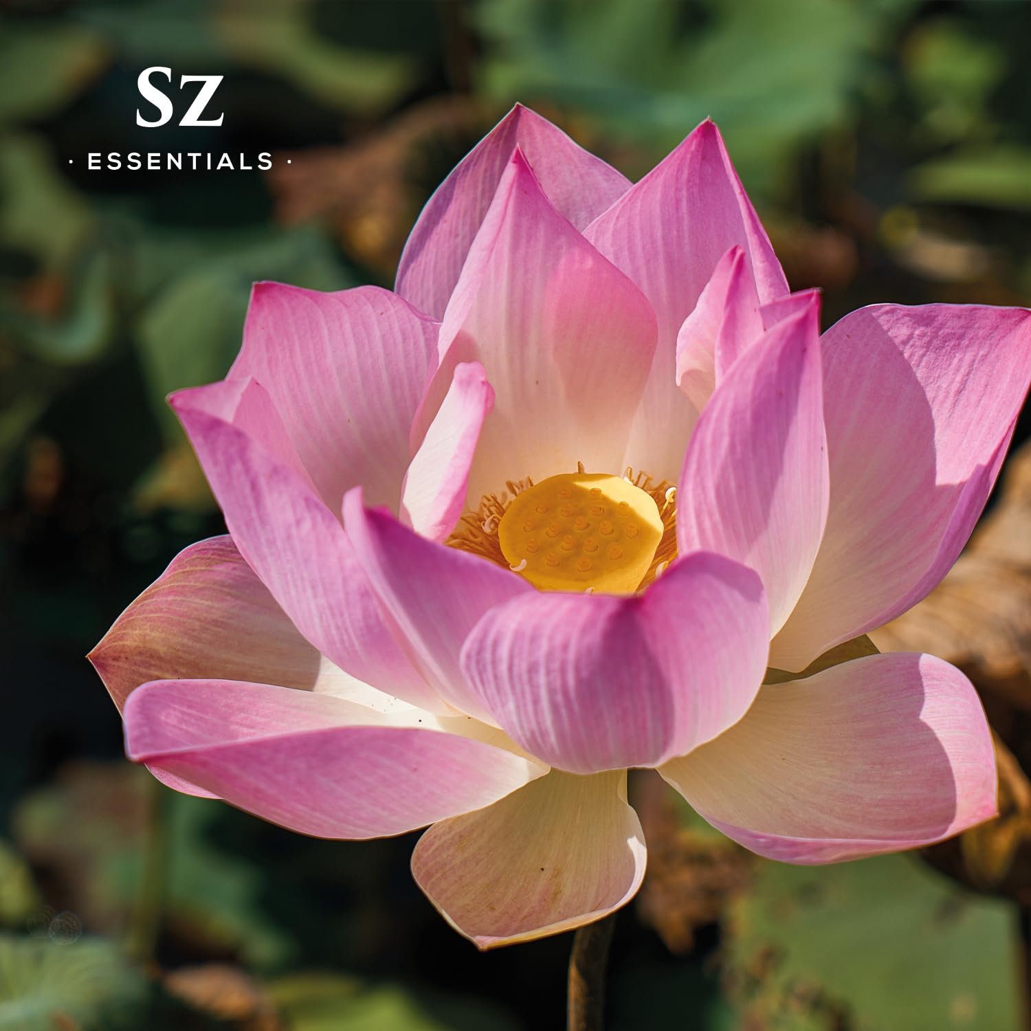 Amazon.com: Sz Essentials - Pink Lotus 100% Pure, Essential