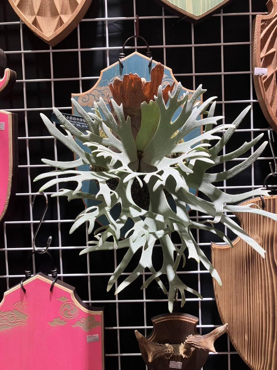 Amazon.co.jp: P.willinckii 'Bacteria' spored⑩ @bikamori.com