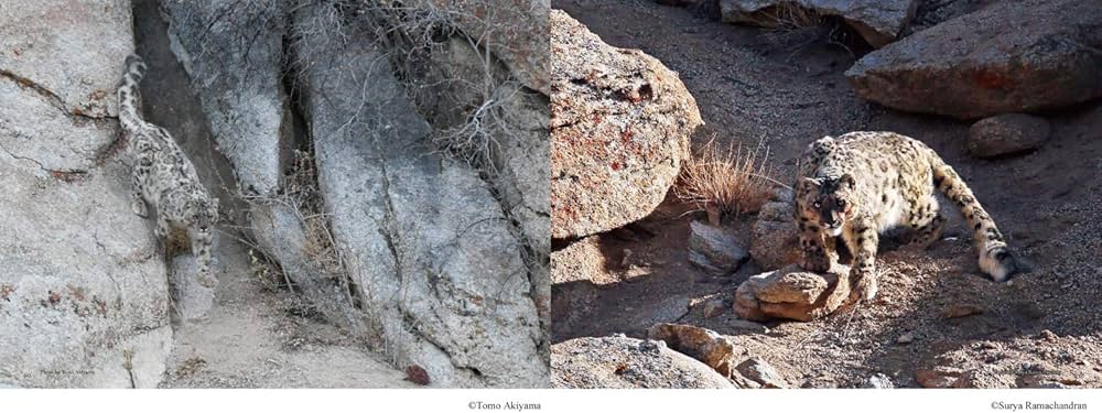 株式会社ラーテルハート 神の獣 雪豹 ―The Eidolon, Snow Leopard