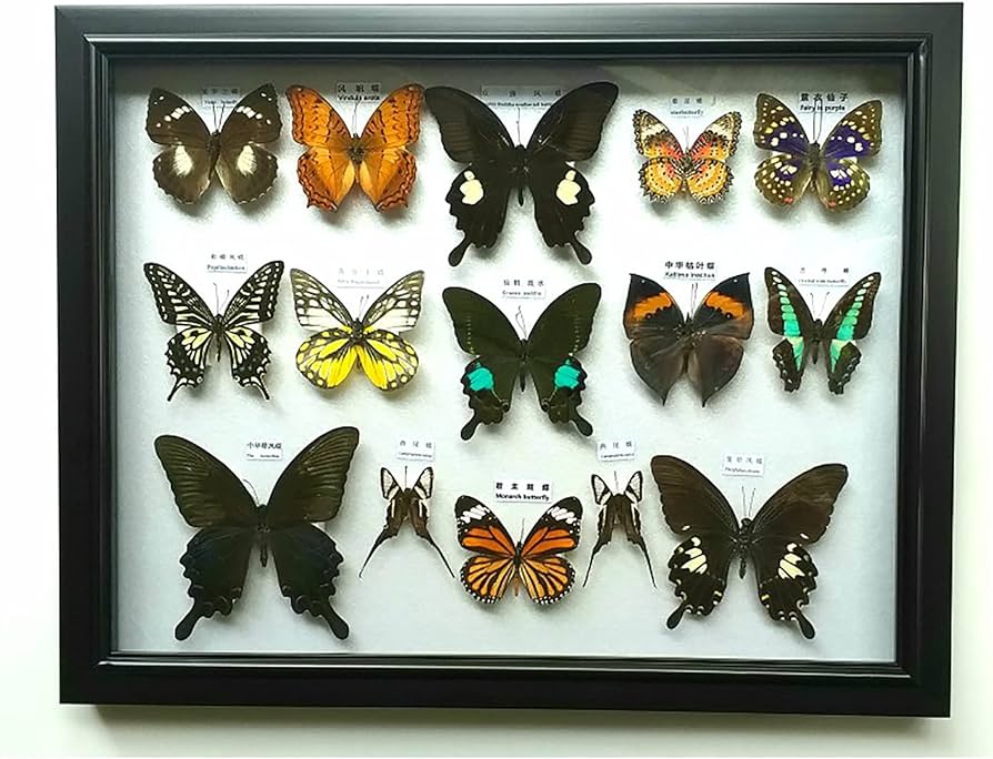 Amazon.co.jp: 昆虫標本、蝶標本ディスプレイ、額装された美しい蝶の壁
