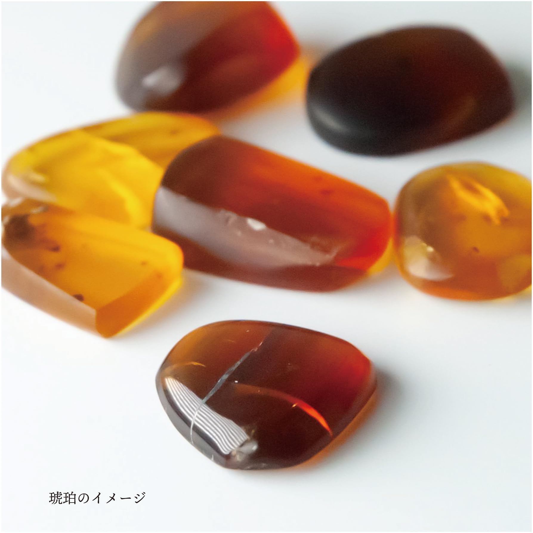 Amazon | 9900万年前の虫入りコハク化石 恐竜時代の虫入り琥珀 白亜紀