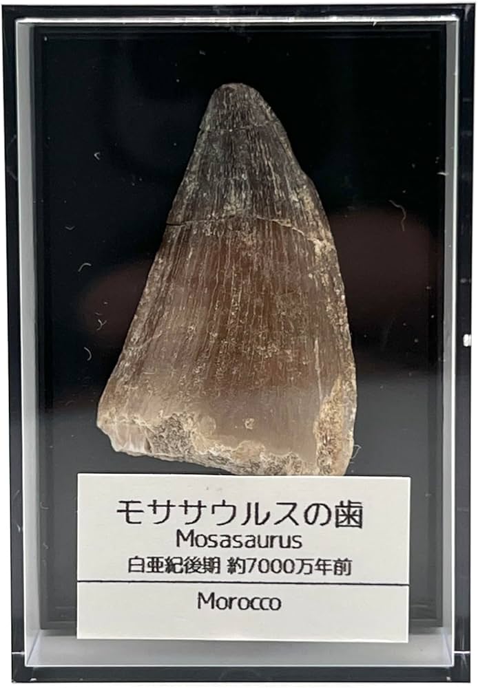 モササウルスの歯 化石 約7000万年前 モササウルスの歯 化石 約7000万年前