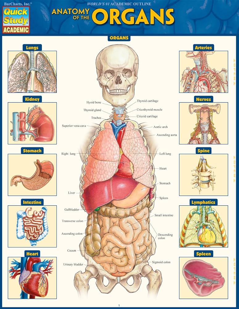 Amazon.com: Anatomy of the Organs: QuickStudy Laminated Reference