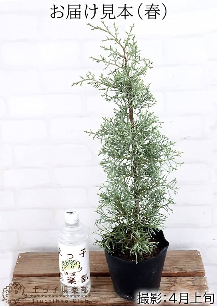 ブルーアイス 苗木 137cm❗8号 綺麗な葉色 シルバーブルー 鉢カバー