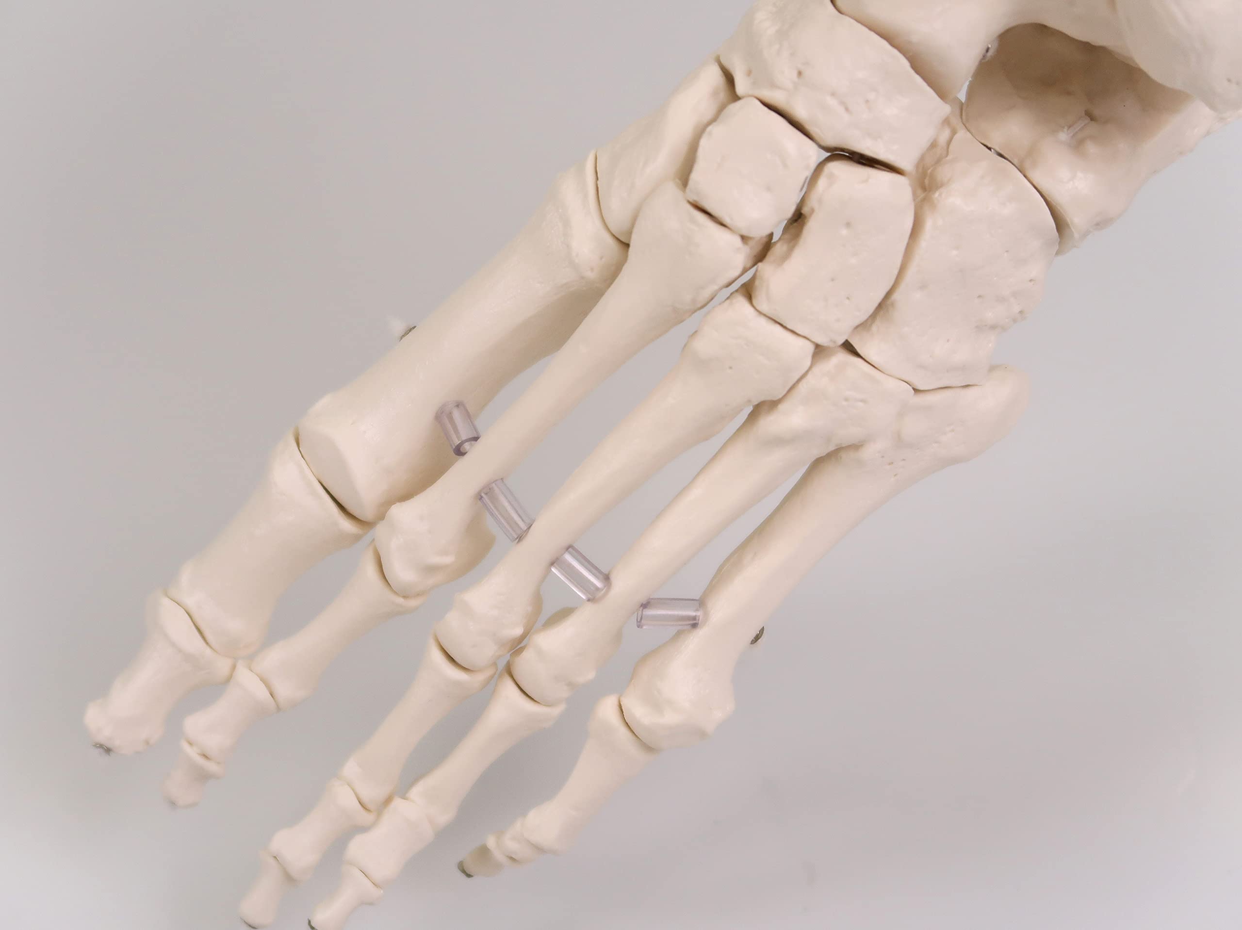 Amazon | 足の骨格模型，各骨は伸縮コードで連結 - 足の骨モデル，脛骨