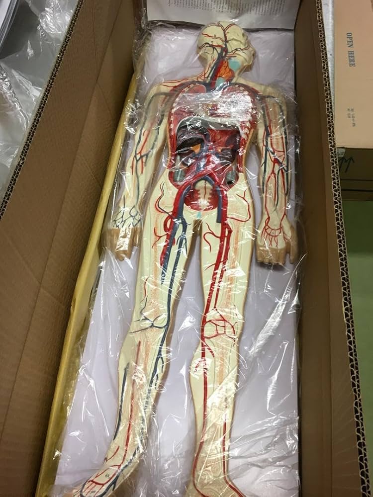 Amazon.co.jp: 人体模型 全身血管モデル 1 2 : 産業・研究開発用品