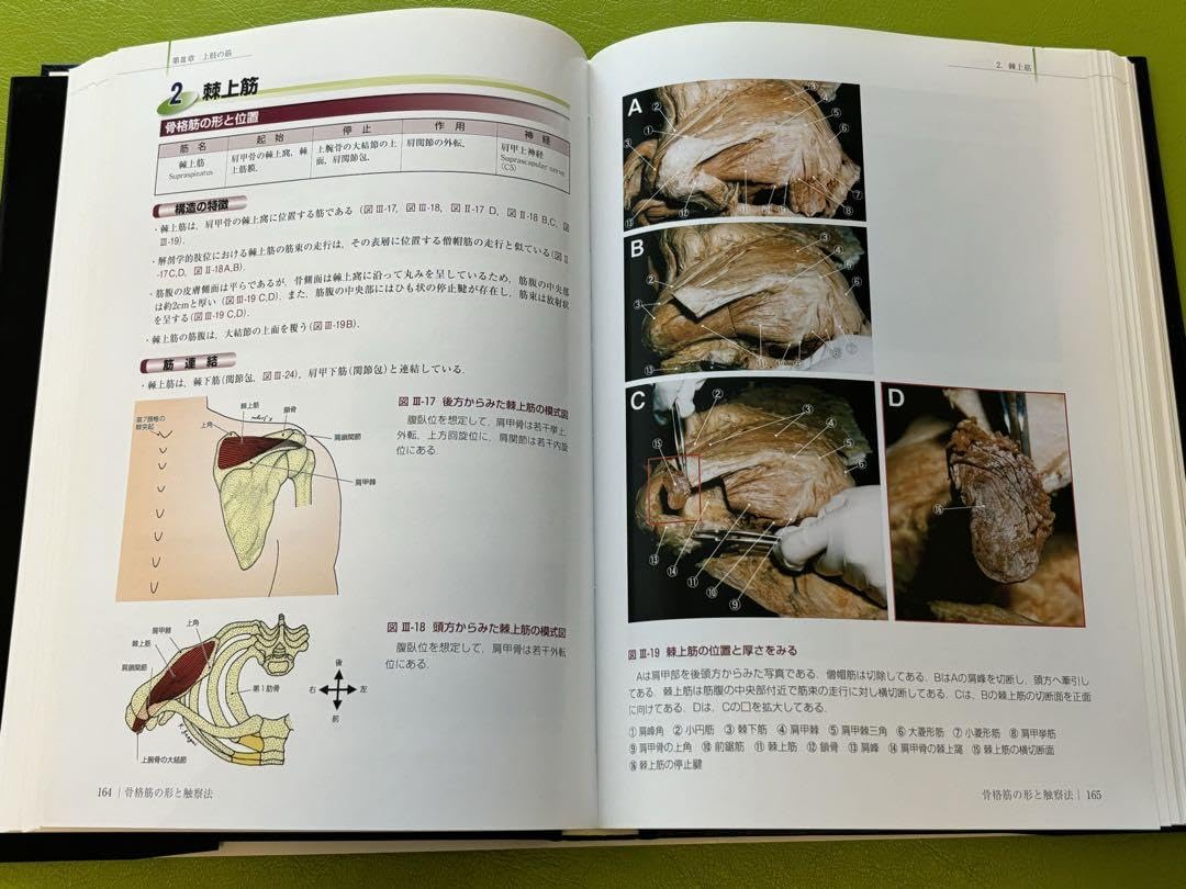 ば*び様 骨格筋の形と触察法 = Anatomy and Surface Ana Amazon.co.jp