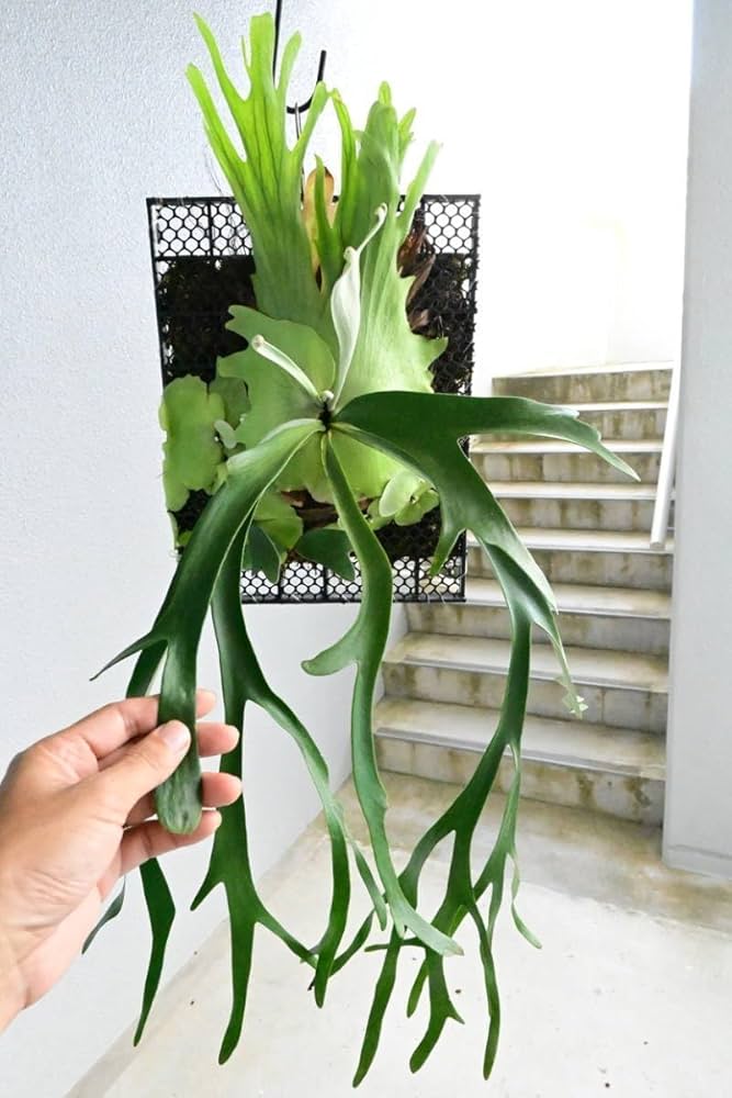 Amazon.co.jp: P.willinckii cv.baileyi (P.willinckii Dwarf) 1株限定