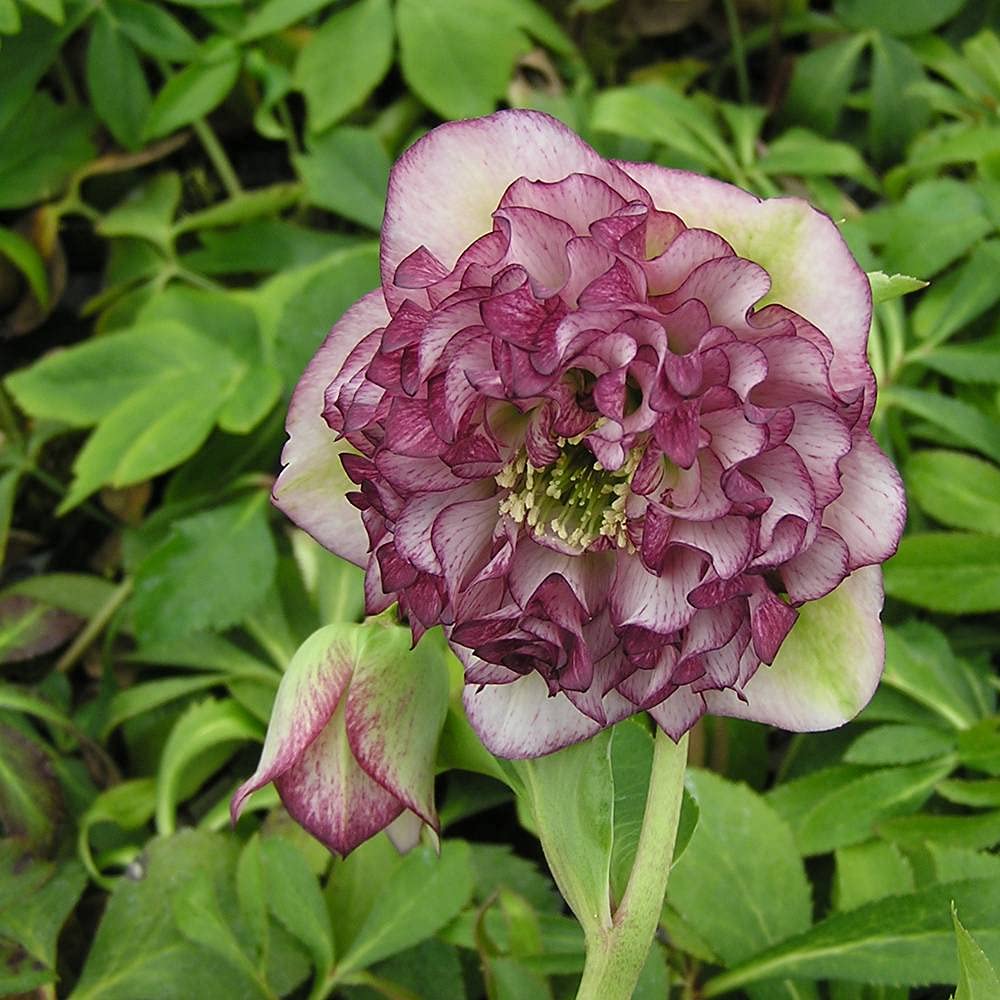 ひまわり＊様ご購入苗㉖-136㉖-184クリスマスローズ ひまわり＊様ご