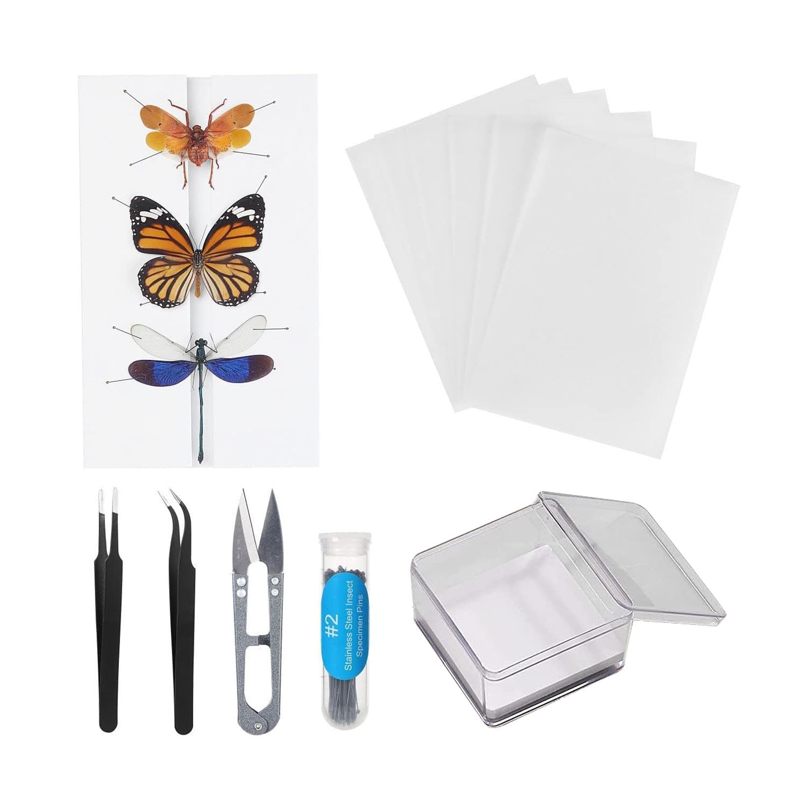 蝶の標本セット 1987年採集 蝶の標本セット 1987年採集 蝶の標本セット