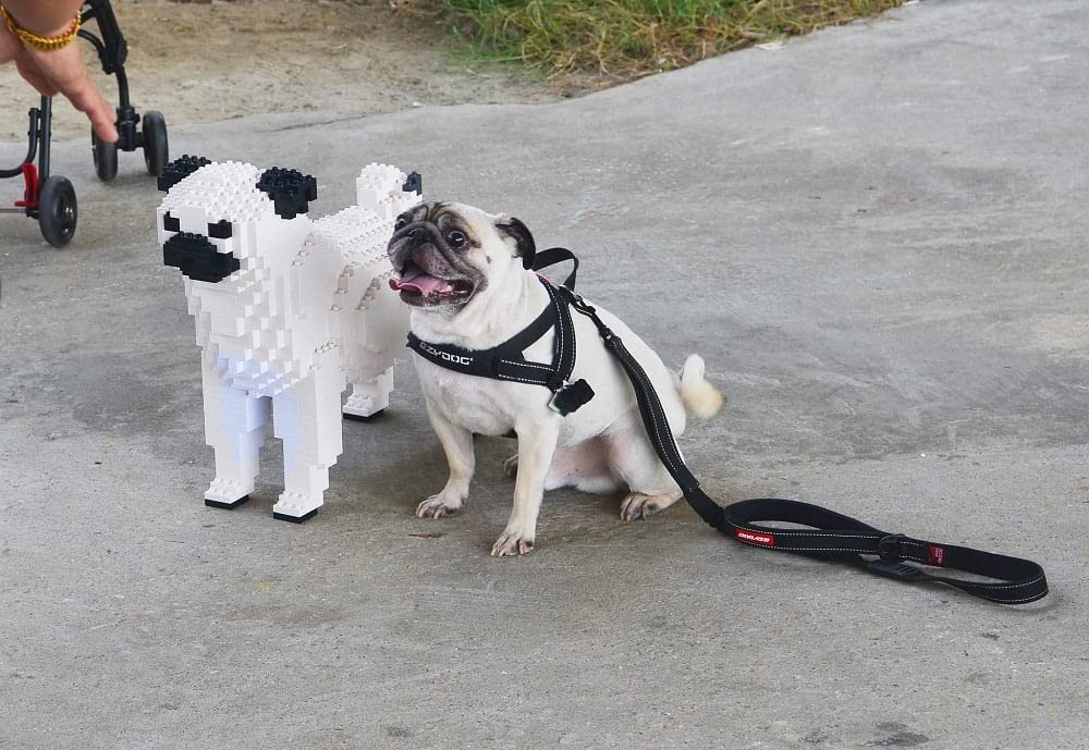 Amazon.co.jp: JEKCA ジェッカブロック パグ 01S-M03 ST19PT09-M03