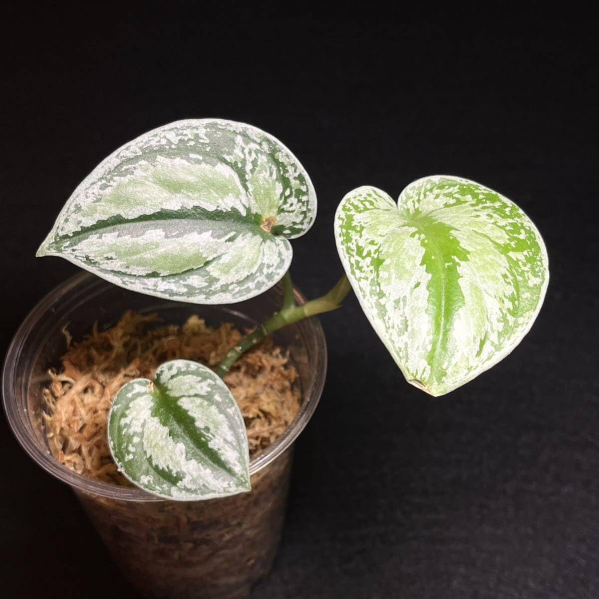 Amazon.co.jp: レア 34. Scindapsus Tricolor Silver Platinum