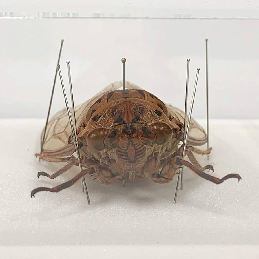 Amazon.co.jp: 蝉の標本 テイオウゼミ アクリルフレーム 透明 : ホーム