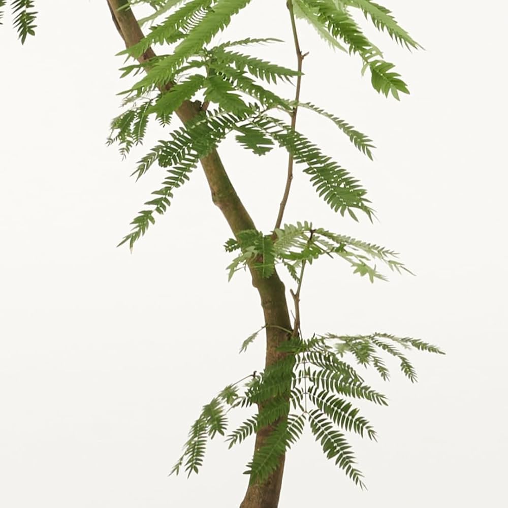 Amazon｜エバーフレッシュ 7号 観葉植物 S字 インテリア おしゃれ 大型