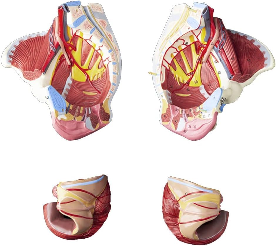Amazon.co.jp: 女性の骨盤会陰モデル、骨盤底筋付き 1:1 実物大人間の