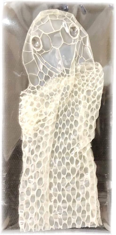 Amazon.co.jp: 白蛇 抜け殻 頭 1個 超希少 祈願 風水 お金 金運アップ