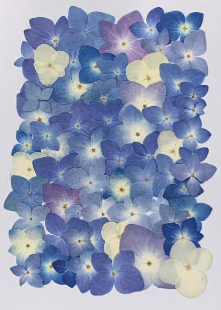 Amazon | (増量フェア) 押し花セット あじさい（自然色) 押し花