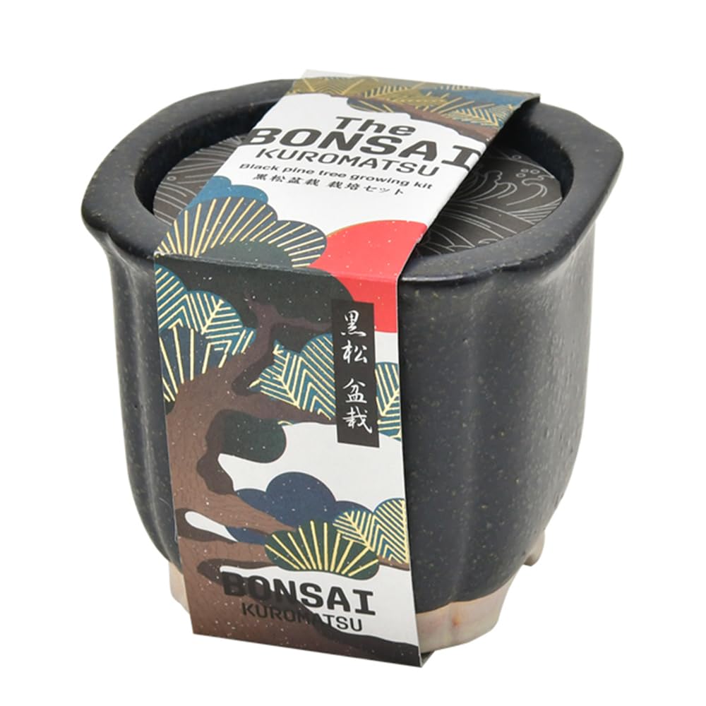Amazon｜聖新陶芸 The BONSAI 栽培セット 黒松 サイズ：約W8.5 D8.5 H7