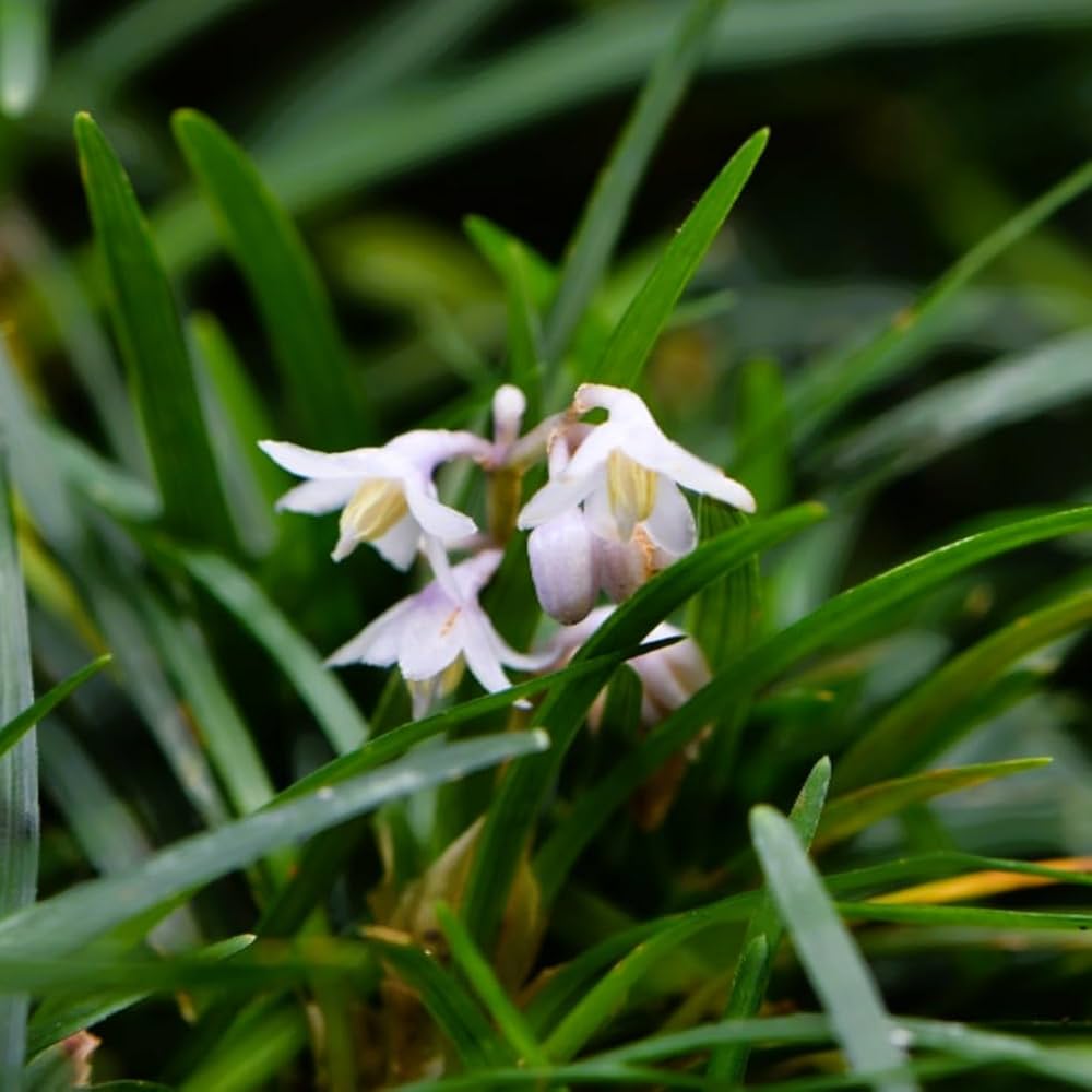 Amazon.co.jp: リュウノヒゲ（竜の髭） 選べるポット数 下草 苗