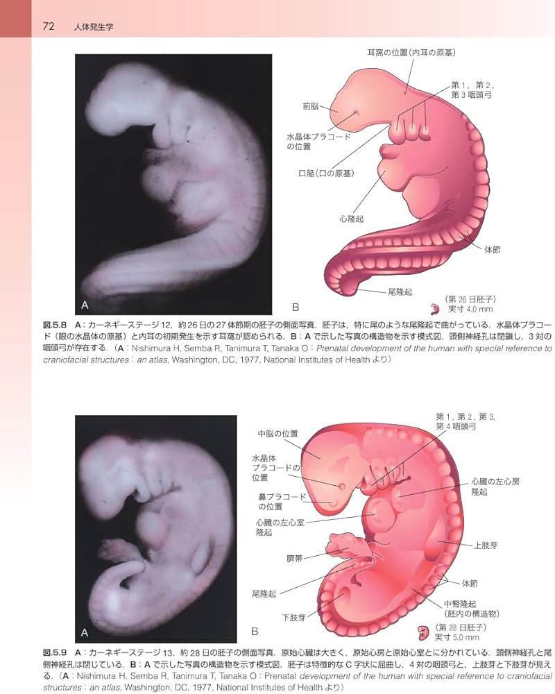 ムーア人体発生学 原著第11版 | K.L.Moore, 大谷 浩, 小川 典子, 松本