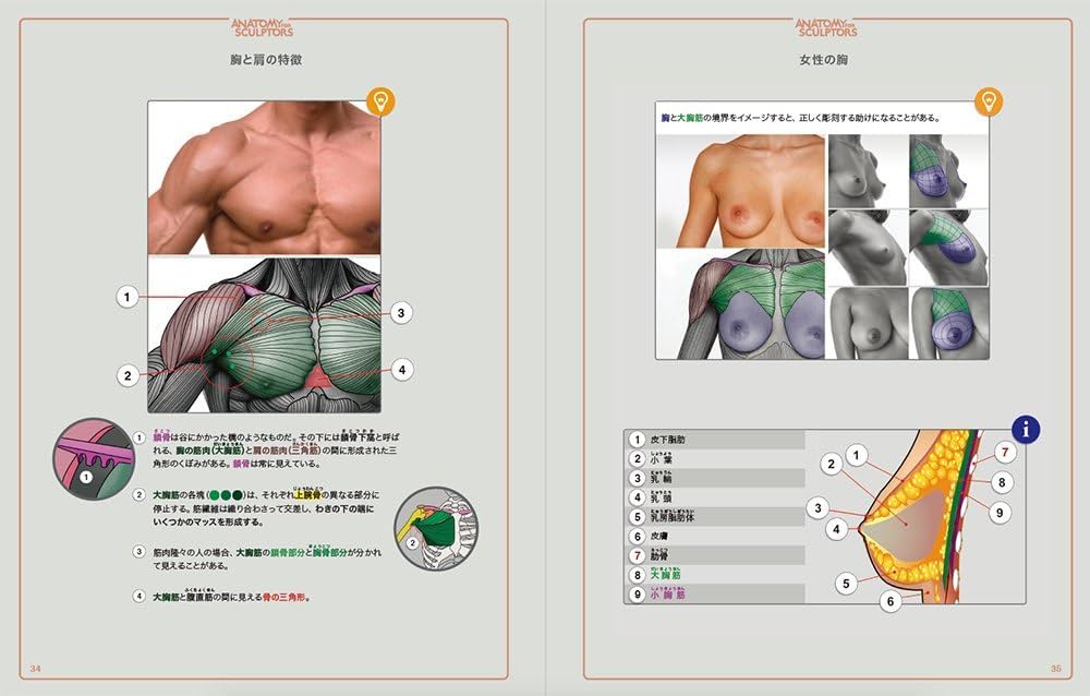 スカルプターのための美術解剖学 -Anatomy For Sculptors日本語版