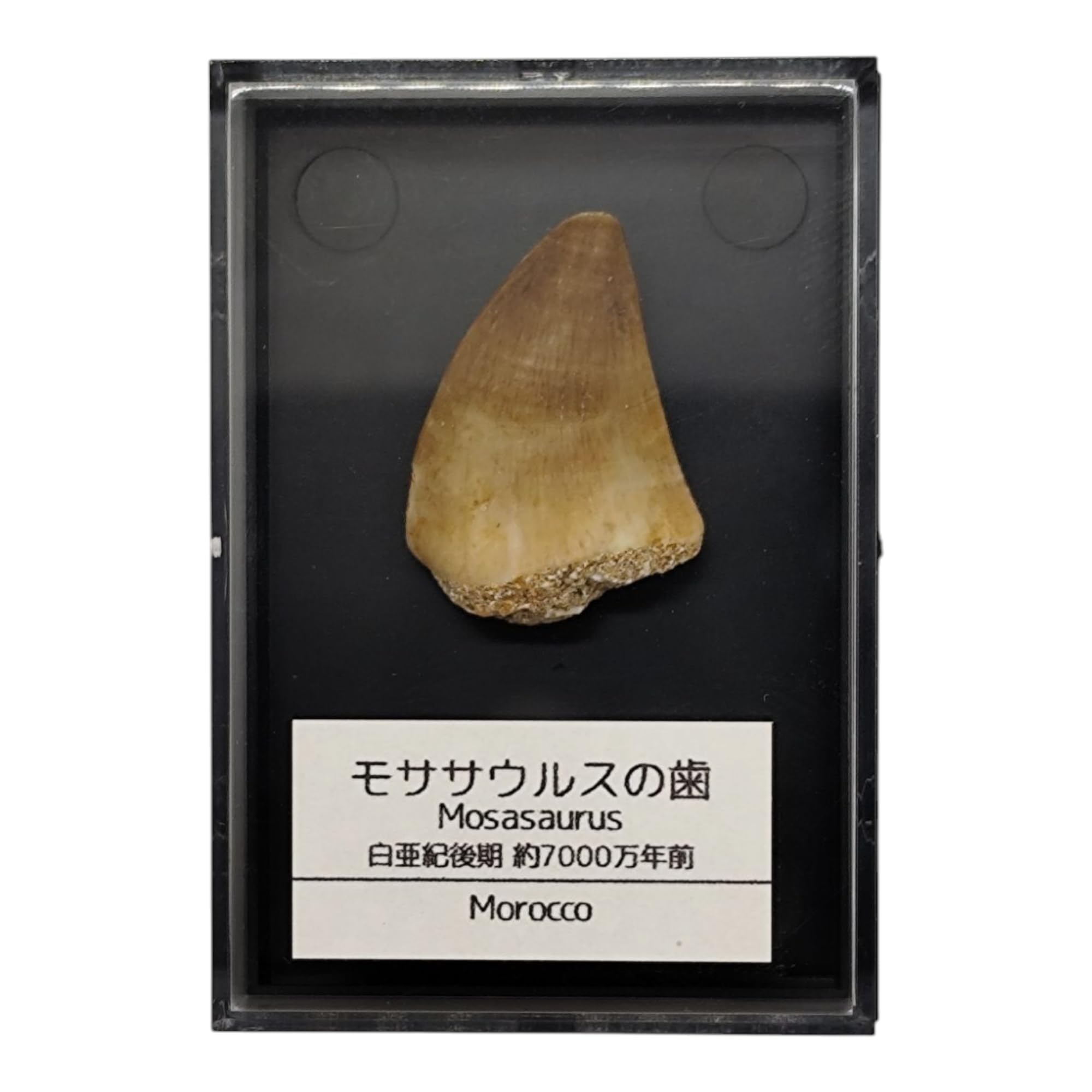 Amazon | つくしサイエンス モササウルスの歯 約25mm 化石 標本ケース