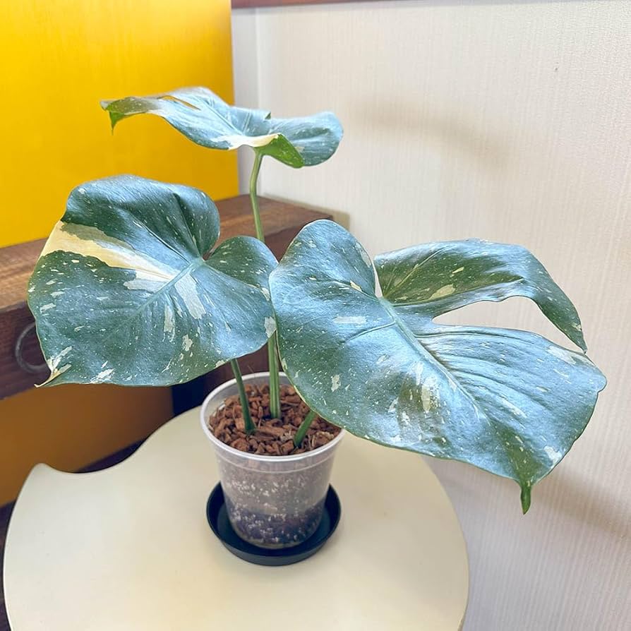 現品販売です。高さ約100㎝斑入りモンステラ・タイコンステレーション7