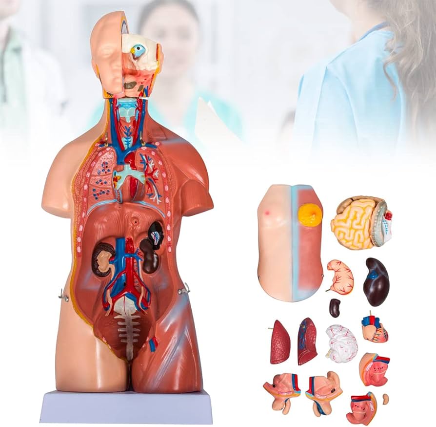 Amazon.co.jp: 17インチ 人体模型 トルソーの解剖モデル 2 in 1 男女