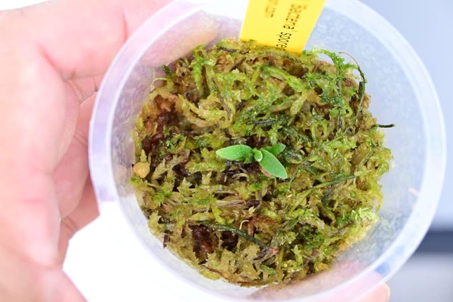 Amazon.co.jp: P.willinckii 'Bacteria' spored⑪ @bikamori.com