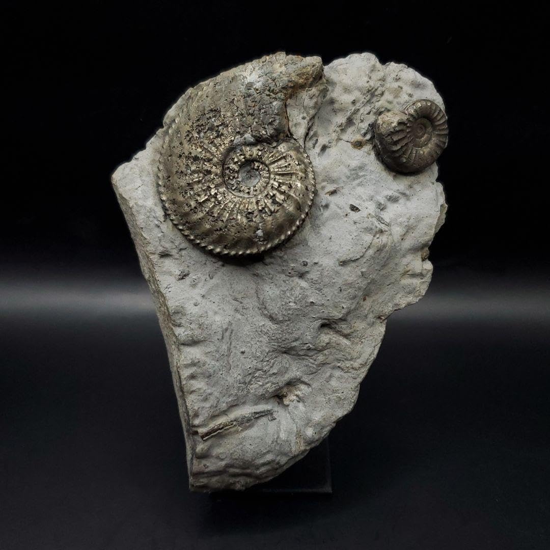 Amazon.co.jp: 母岩付き パイライト アンモナイト 化石 本物 129.14mm