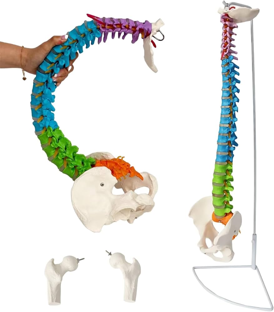 Amazon.co.jp: YHXSMAOY 実物大 脊髄骨盤模型 色付きの柔軟な脊椎解剖