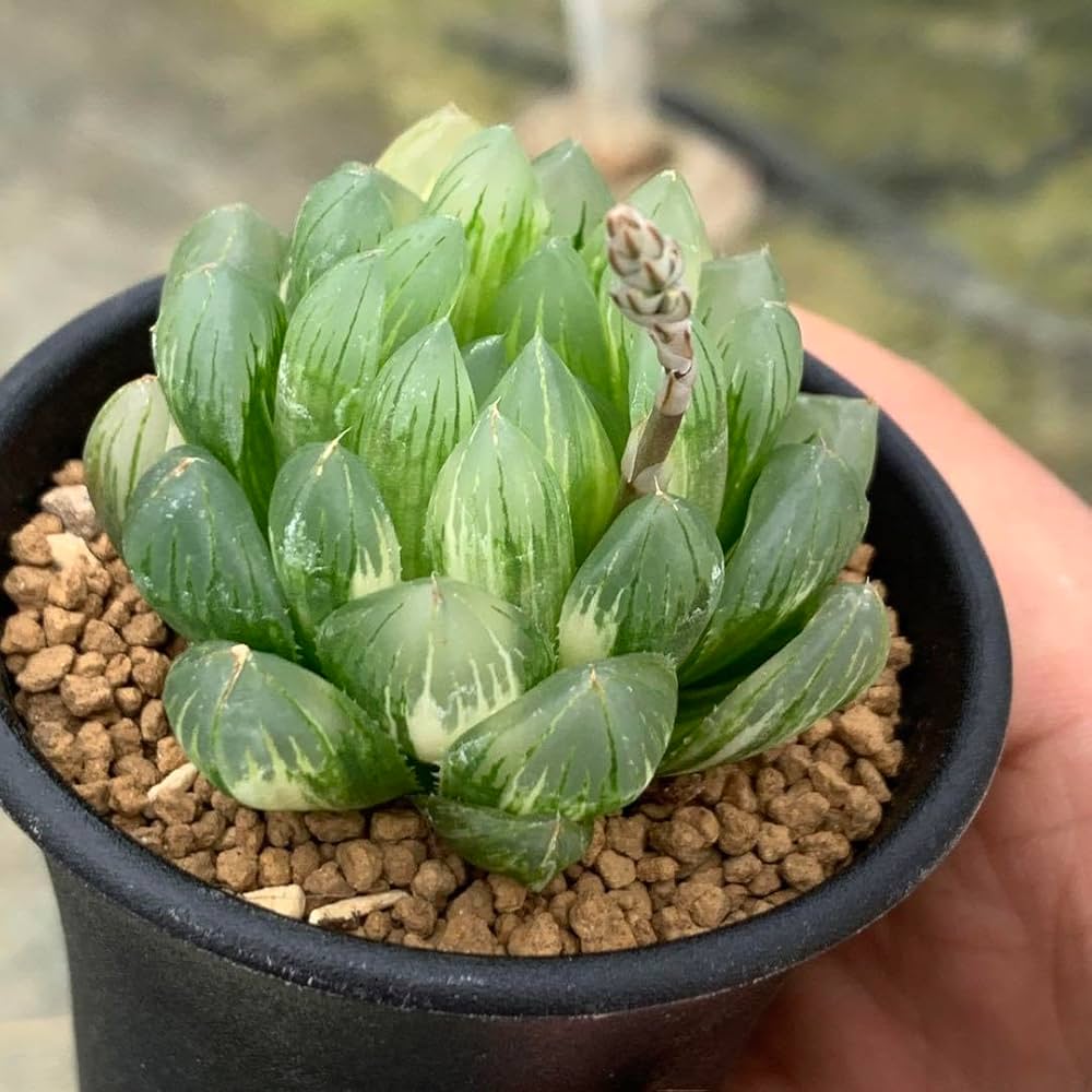 ご*！様 ブルーレイオブツーサ錦 超美株 ハオルチア 観葉植物 27