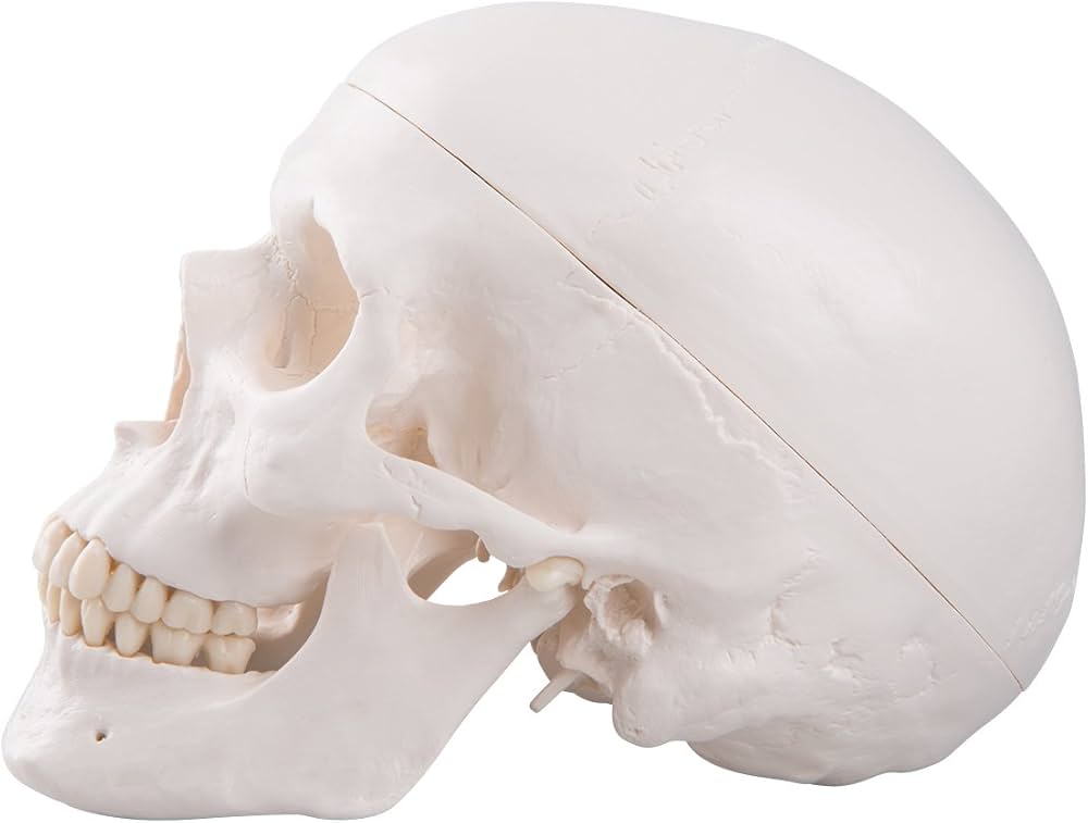 Amazon.co.jp: 3B Scientific 頭蓋，標準型モデル : 産業・研究開発用品