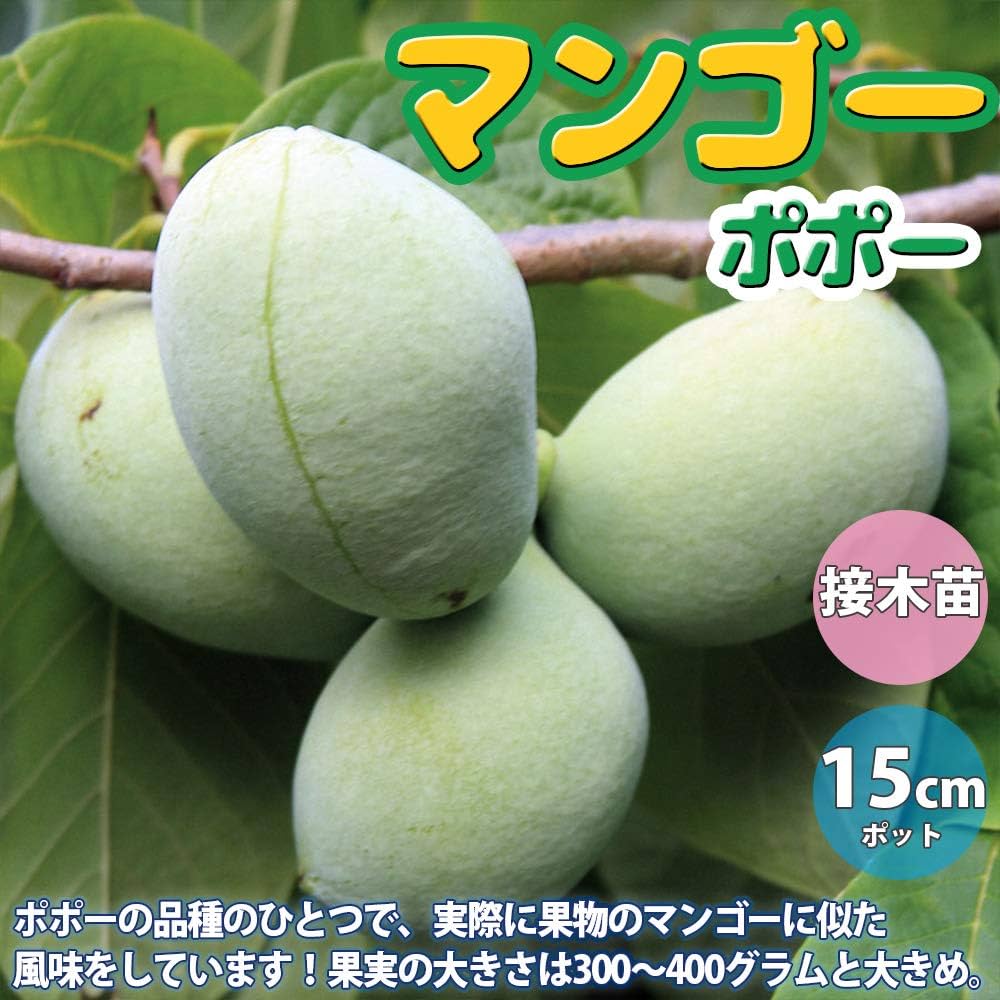 Amazon.co.jp: ITANSE ポポー2年生接木苗/5号ポット苗(品種