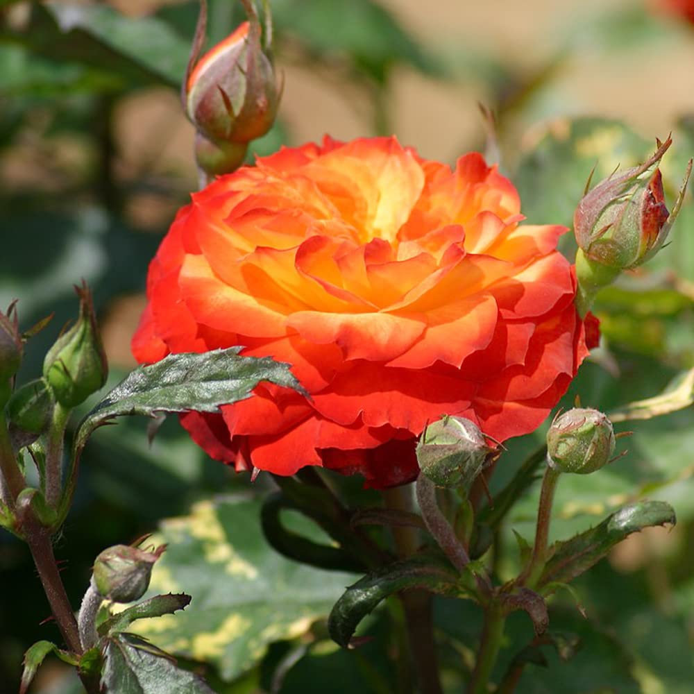 Amazon.co.jp: 薔薇の苗