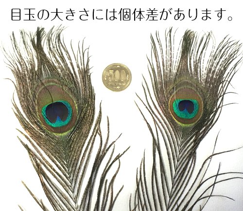 Amazon | 鳥の羽-ピーコック・アイ Sサイズ 4本 [019-Eye-S-N