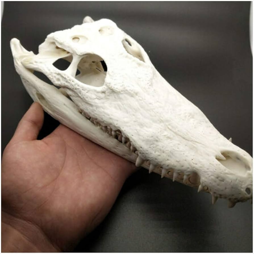 61Y6jXLU+AL._AC_UF894,