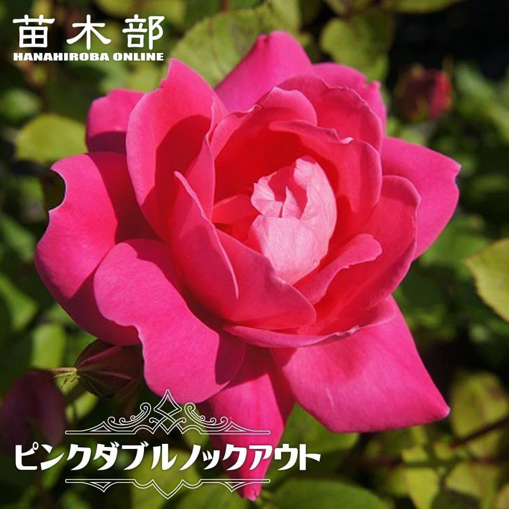 61aEuHjChfL._AC_UF1000,