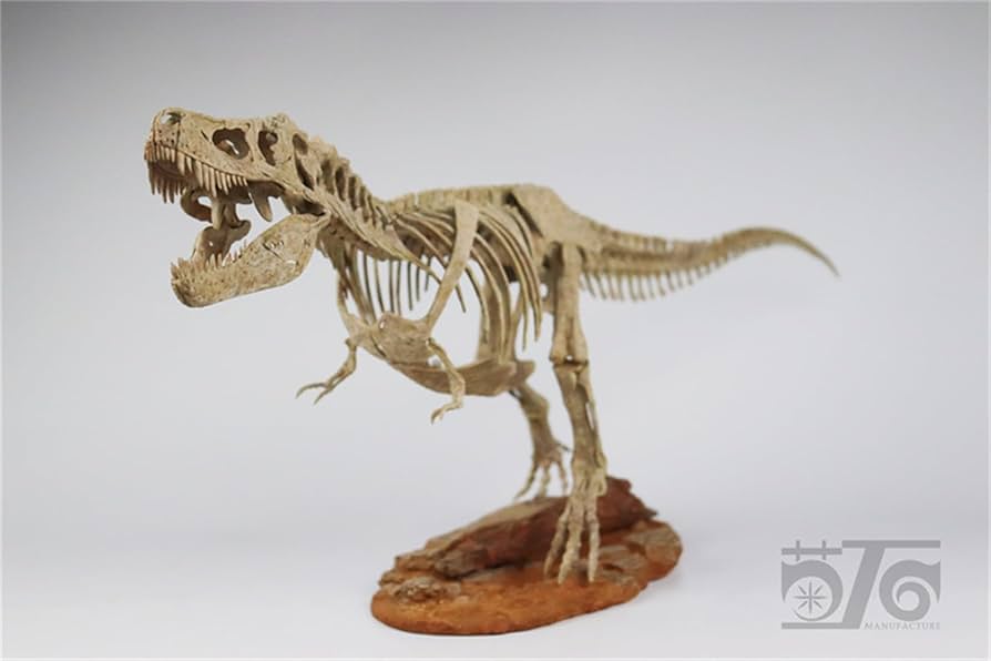 Amazon.co.jp: 菊石 1/18 サイズ ティラノサウルス 骨格 恐竜