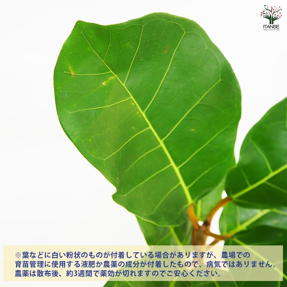 Amazon｜ITANSE フィカス アフリカンプリンス 8号 1個売り