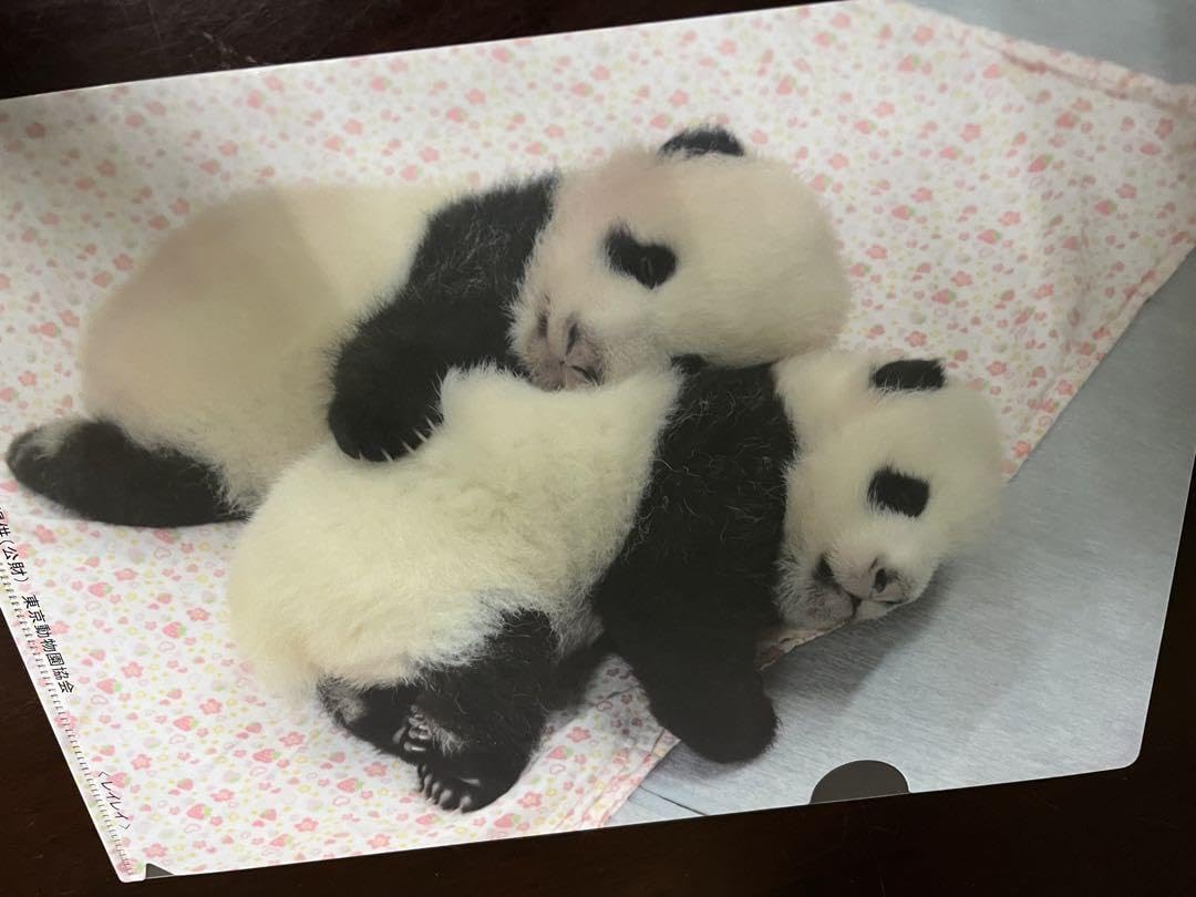 上野動物園 パンダ シャオシャオ レイレイ クリアファイル タンブラー