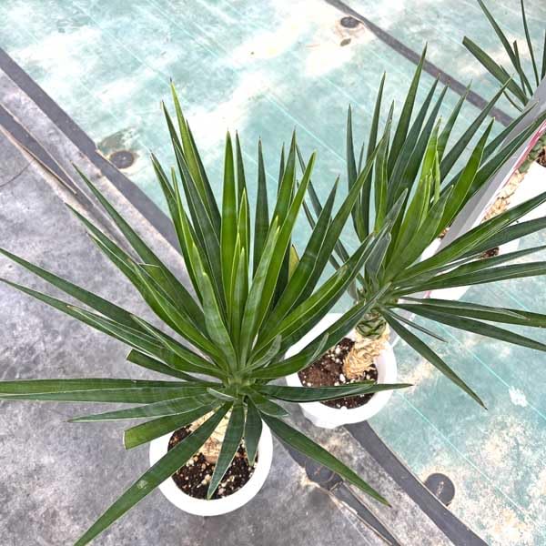 Amazon｜アロイフォリア ユッカ・アロイフォリア 観葉植物 お祝 新築