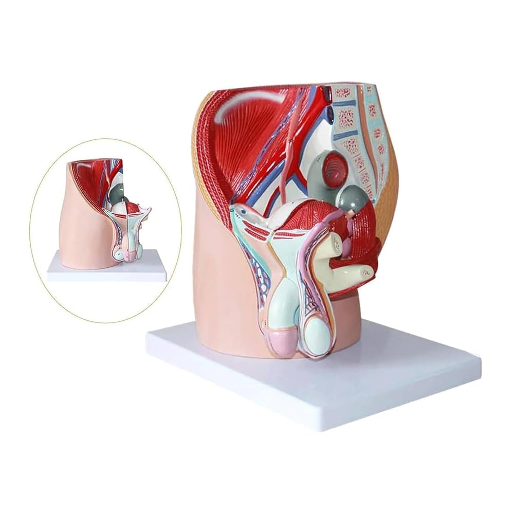 日本人体解剖学 上下セット 改訂12版 日本人体解剖学 上下セット 改訂