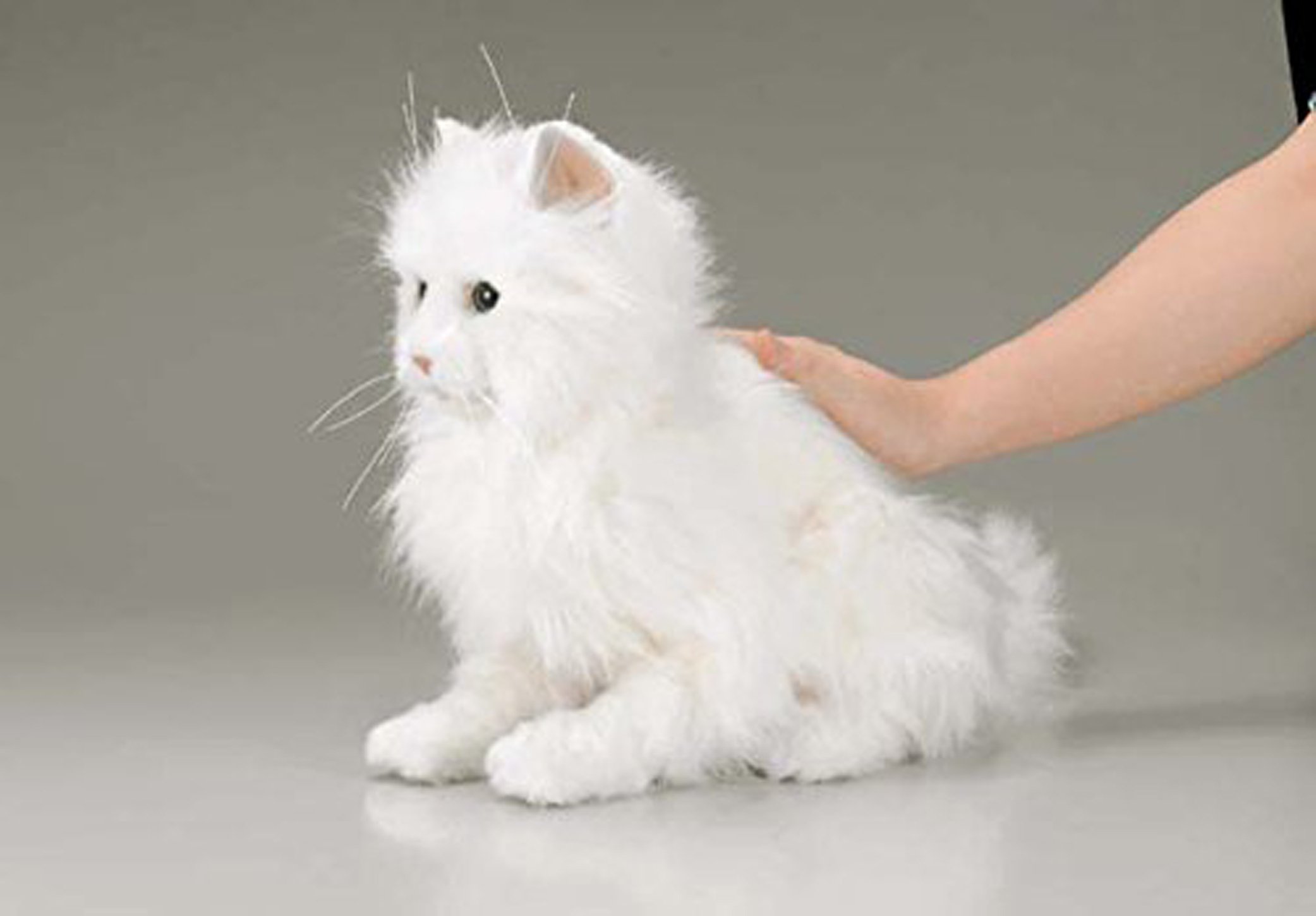 Amazon.co.jp: 夢ねこセレブ : おもちゃ