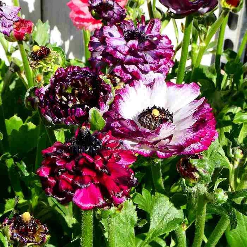 Amazon | ラナンキュラス 苗 イカロス パープル 3.5号 変わり咲き | 花