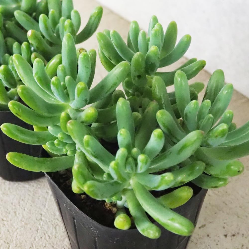 Amazon.co.jp: セダム 乙女心(オトメゴコロ) 3号ポット 3個セット