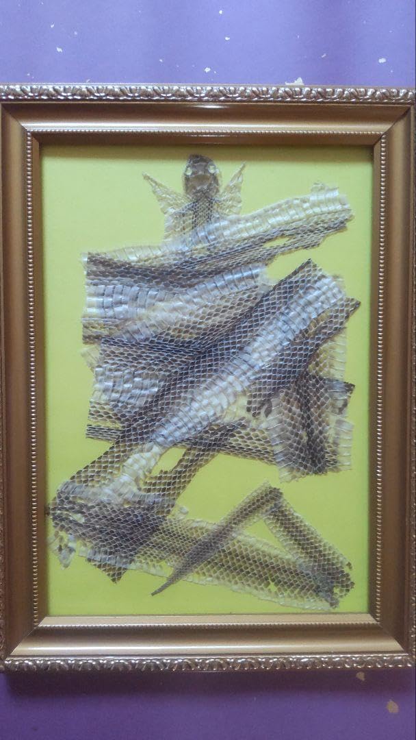 Amazon.co.jp: ☆開運☆ 蛇の抜け殻 額縁入り 寿 : おもちゃ