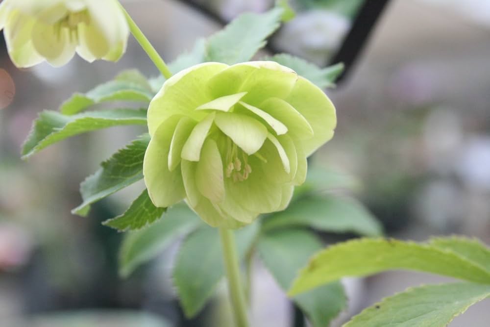 Amazon | 【花苗鉢】 クリスマスローズ ウィンターシンフォニー