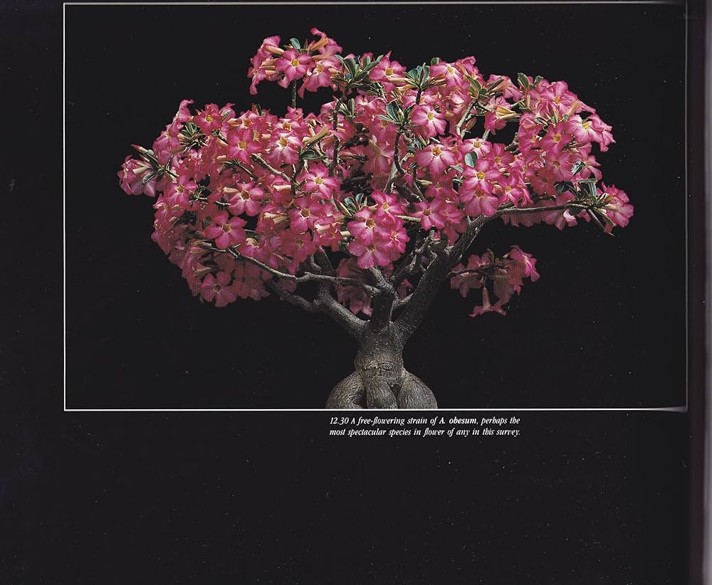 Caudiciform and Pachycaul Succulents: Pachycauls, Bottle-,Barrel